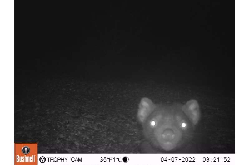 Using AI to save the Tasmanian devil