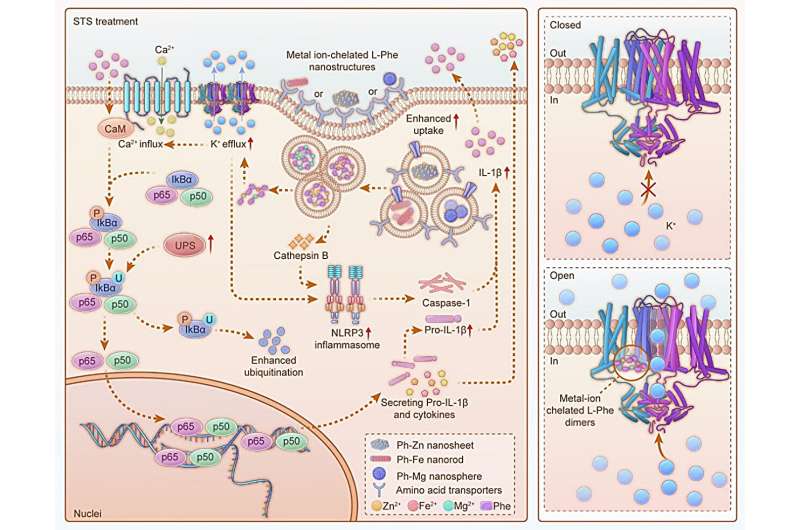 Using metal ion-linked nanostructures to improve immune response and boost breast tumor treatment