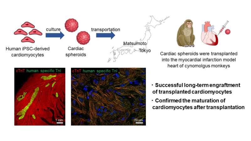 Using stem cell-derived heart muscle cells to advance heart regenerative therapy