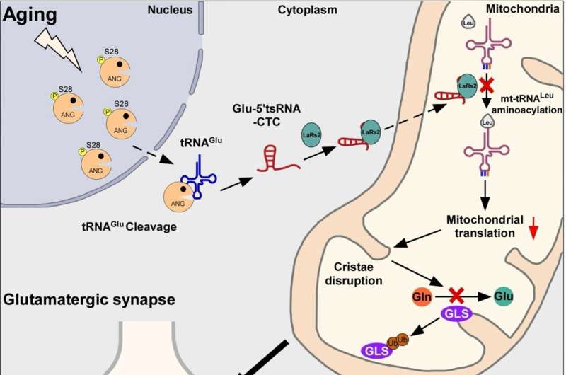 USTC reveals key role of glutamate tRNA fragments in brain aging and Alzheimer