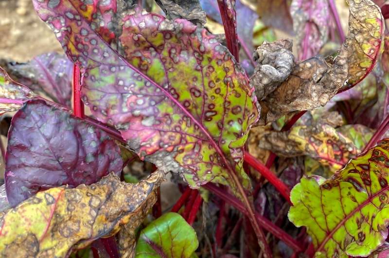 UV light treats beet disease, combats fungicide resistance