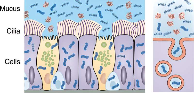 Ingenieurs ontwerpen een nanodrager voor medicijnen die lijkt op de verdedigingslinies van de longen