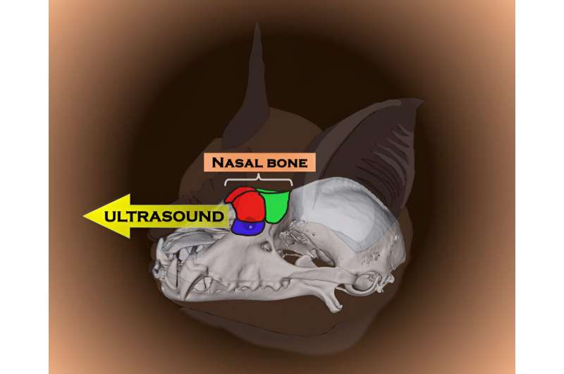 Variability of bat nasal bone morphology found to determine ultrasonic localization