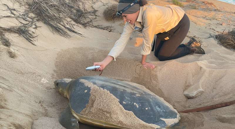 Variable rates of flatback turtles hatching on WA's Pilbara beaches