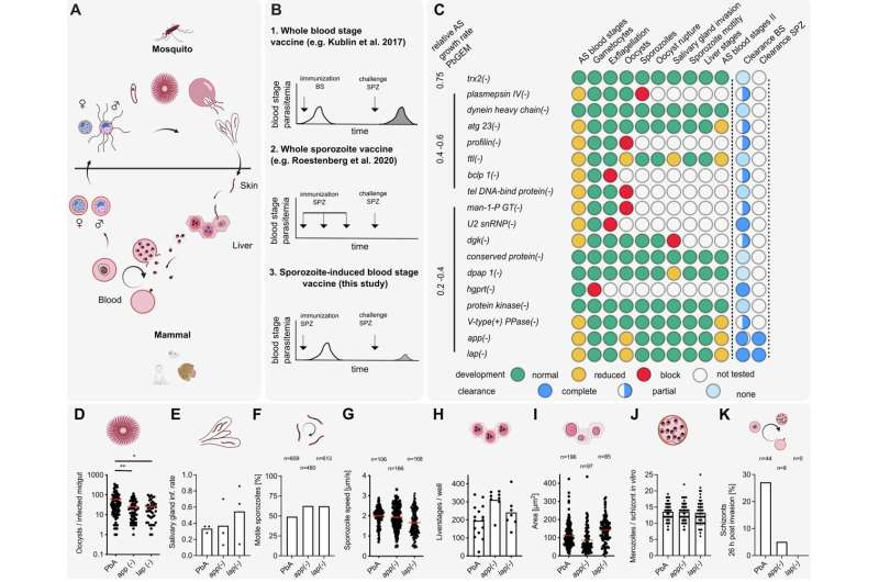 Very slow malaria pathogens could be suitable as a vaccine