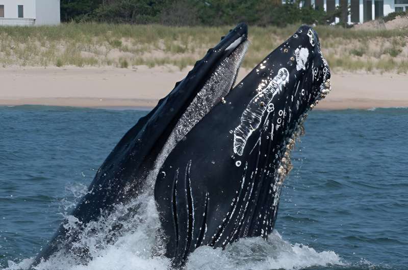 Vessel strikes drive large whale strandings