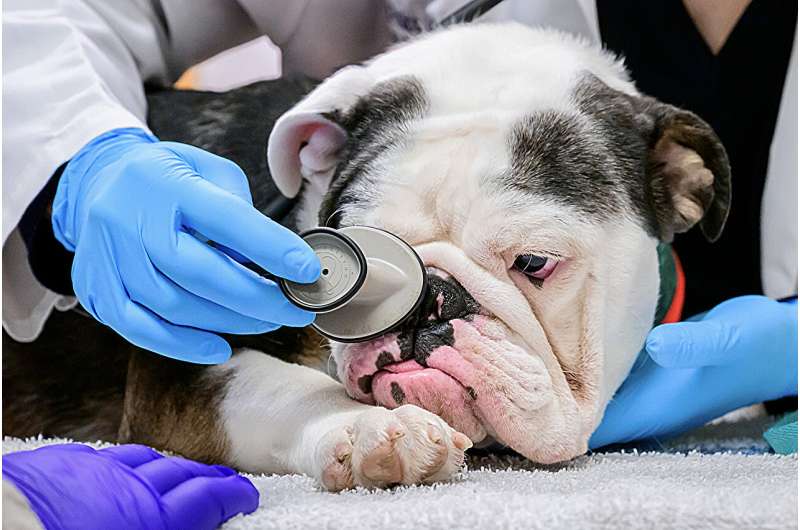 Veterinary surgeon: Spare flat-faced pets the respiratory distress