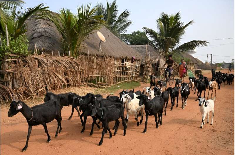 Villagers lead their cattle to graze at a resettlement colony for people from the coastal village of Satabhaya