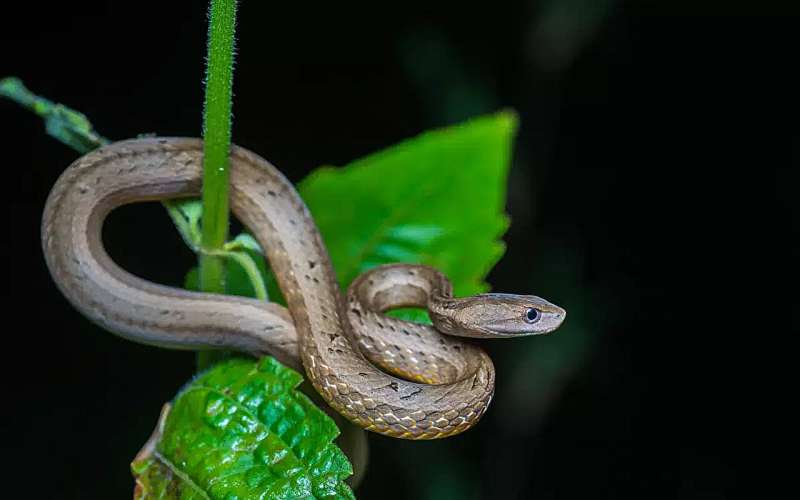 Viper-mimicking snake from Asia is a unique branch in the reptile evolutionary tree