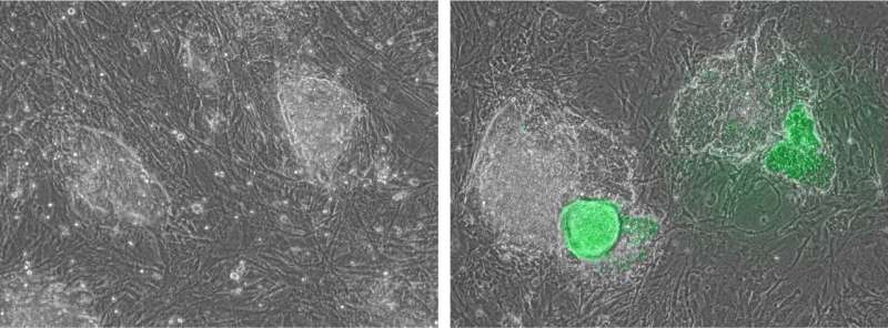 Viral defense protein speeds up female stem cell production