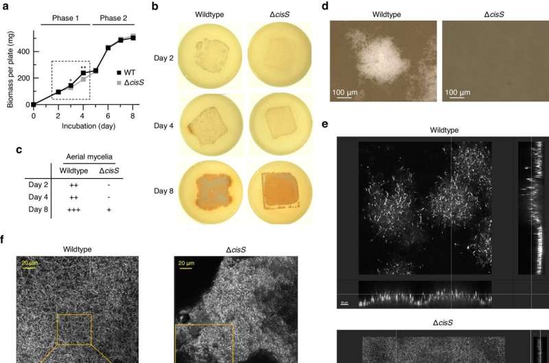 Virus-like nanoparticles control the multicellular organization and reproduction of host bacteria