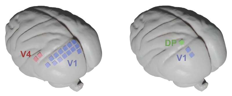 Visual brain areas switch their state as soon as the eyes are opened, new study shows