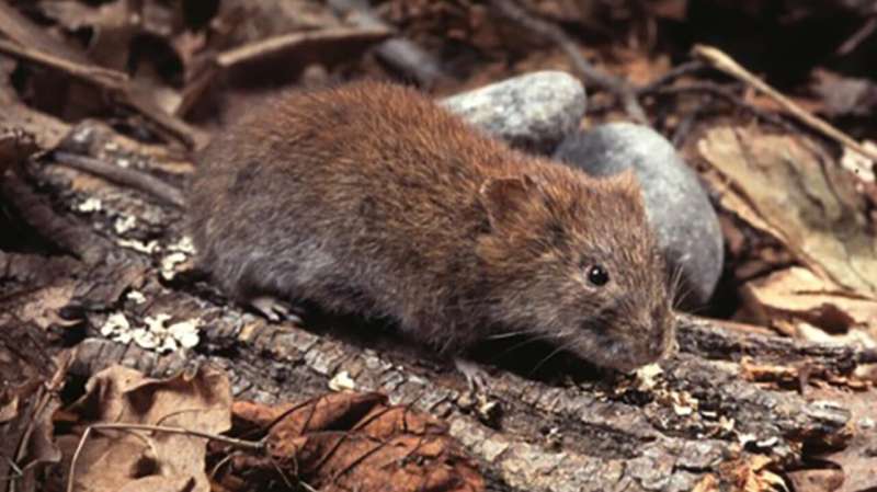 Vole fever spreading further south