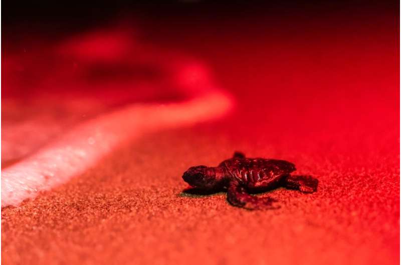 Volunteers dig in nests with their bare hands and help baby turtles break from their shells and crawl to the sea