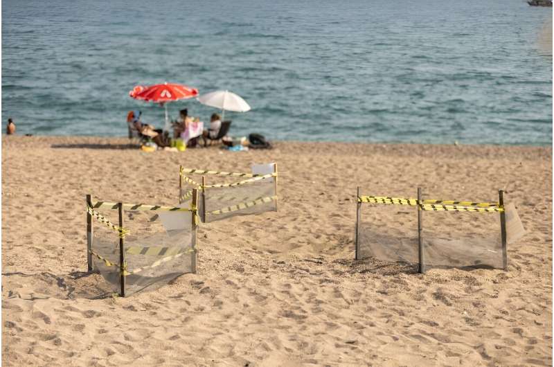 Volunteers frame the nests with sticks to protect the eggs from sunbathers