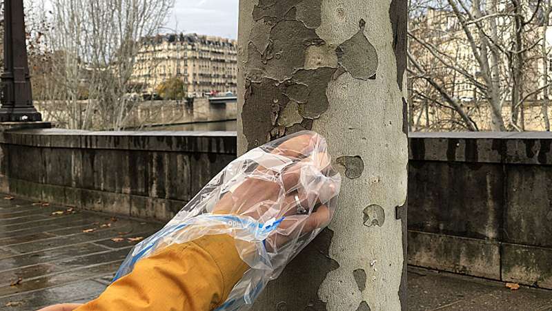 Volunteers track Parisian pollution with the help of tree bark