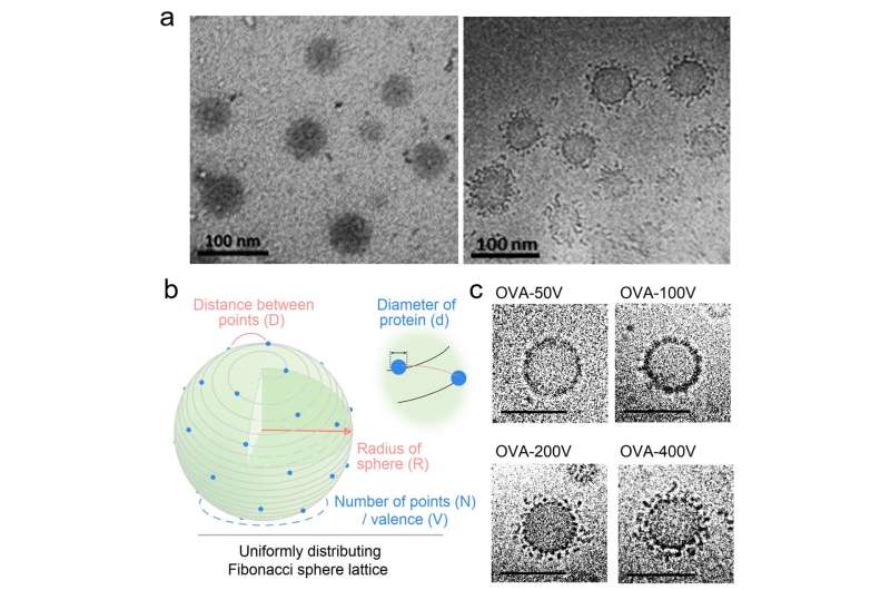 VPNVax: Crafting enhanced viral structure in VLP vaccines through polymer restructuring