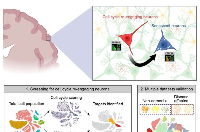Wake up and die: Human brain neurons re-entering the cell cycle age quickly shift to senescence