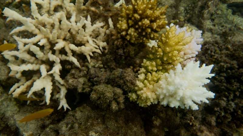 'Wake-up call to humanity': research shows the Great Barrier Reef is the hottest it's been in 400 years