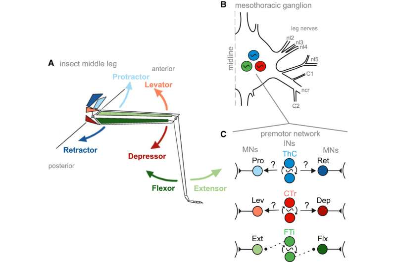 Walking on the move: New insights into the neurology of locomotion