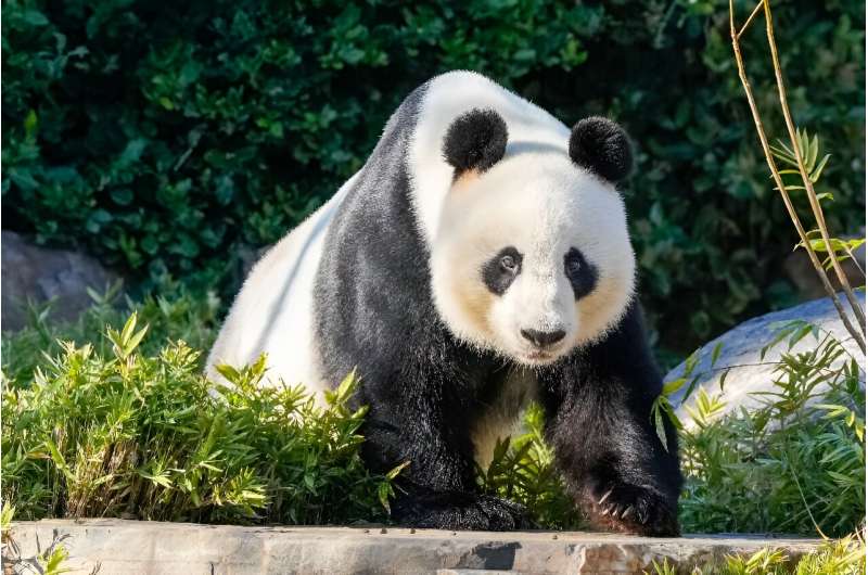 Wang Wang will soon be returning to China along with Fu Ni but two new pandas will be loaned to Australia, Premier Li Qiang says