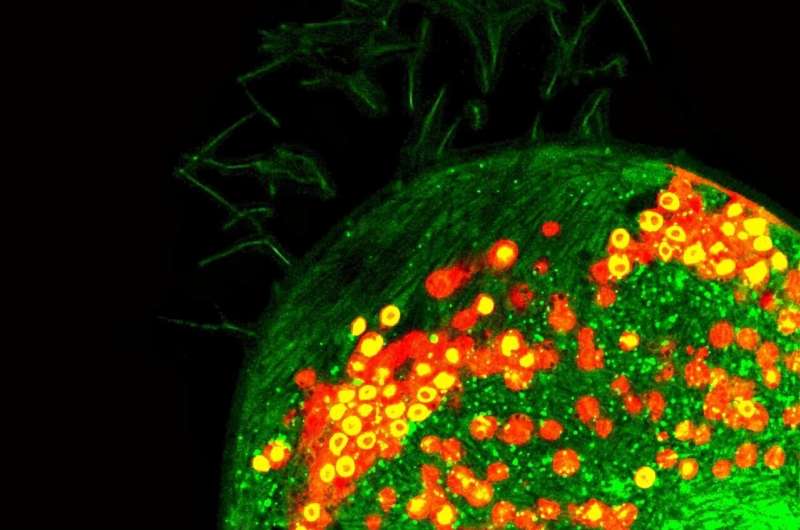 Warming stops tiny organisms working together