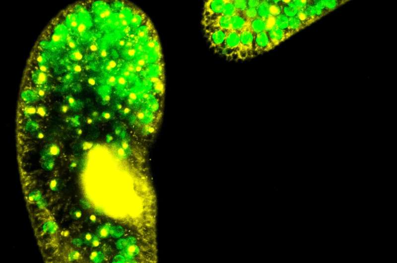 Warming stops tiny organisms working together