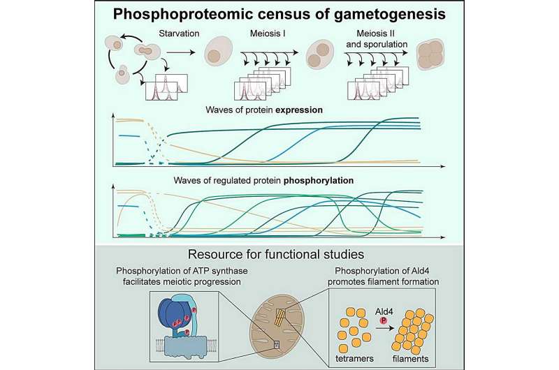 Waves of protein expression and phosphorylation rewire the yeast proteome during meiosis