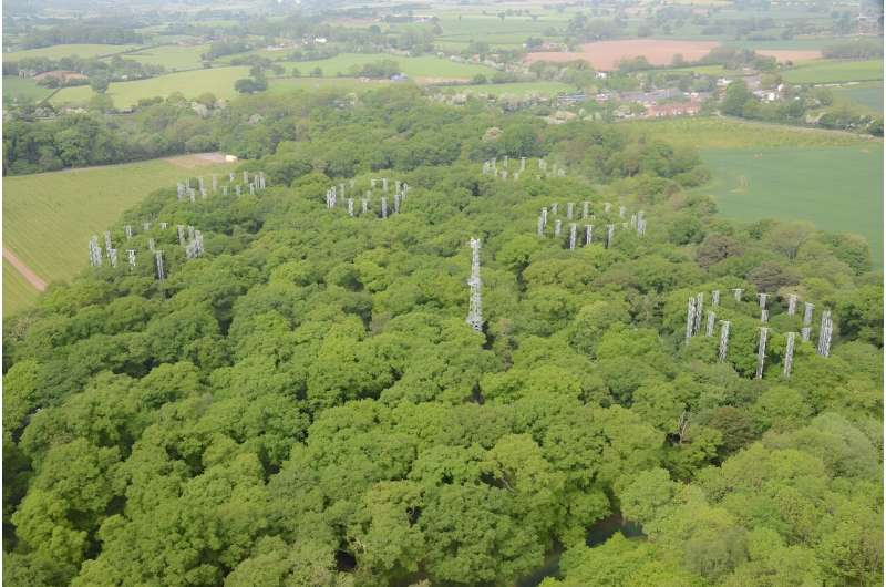 We pumped additional CO₂ into an oak forest and found that the trees will be “woodier” in the future.