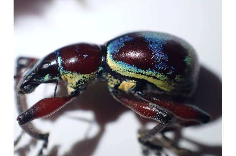 Weevils found in Philippine rainforest 'almost like discovering a dodo bird'