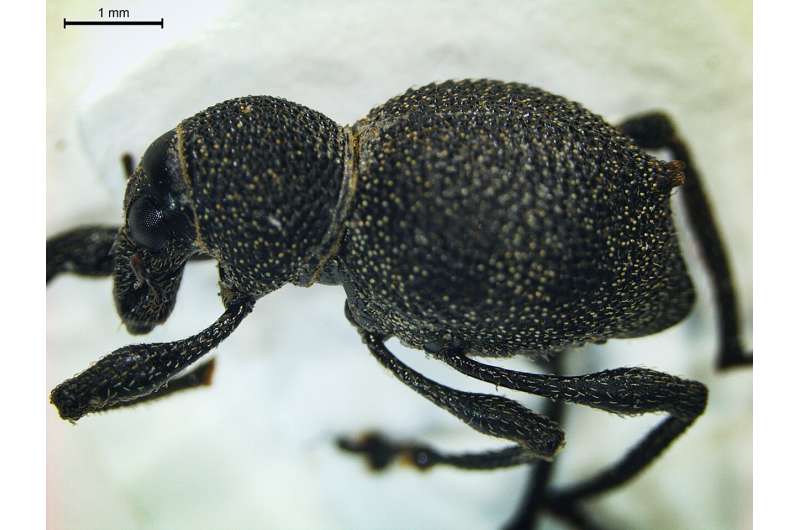 Weevils found in Philippine rainforest 'almost like discovering a dodo bird'