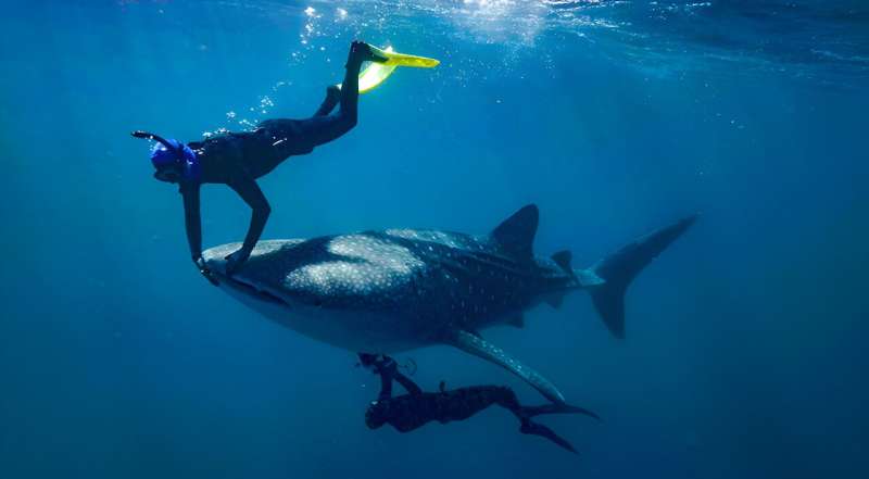 Whale sharks given a health check with ultrasound imaging technique