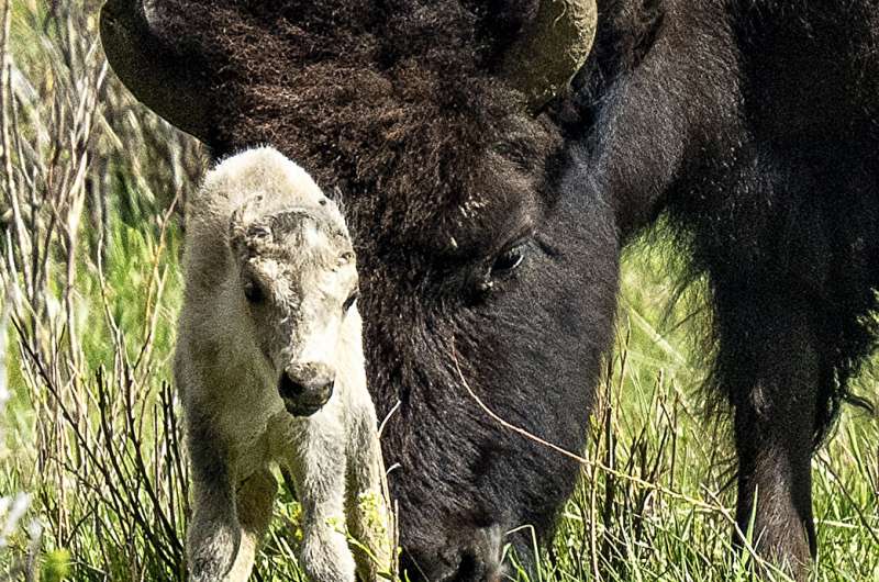 What could make a baby bison white?