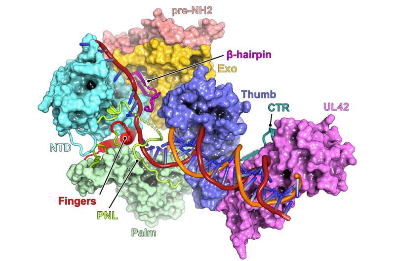 What enables herpes simplex virus to become impervious to drugs?