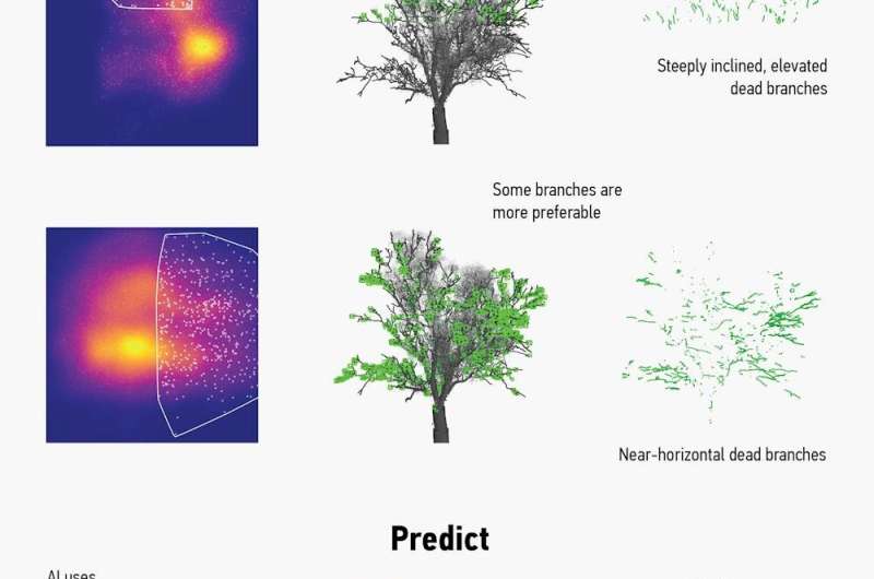 What makes a good tree? We used AI to ask birds