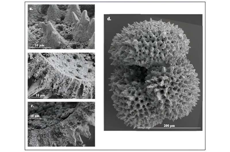 What microscopic fossilized shells tell us about ancient climate change