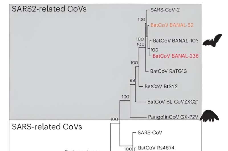 What shapes a virus's pandemic potential? SARS-CoV-2 relatives yield clues