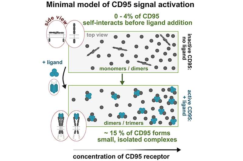 What triggers the programmed cell death mechanism?