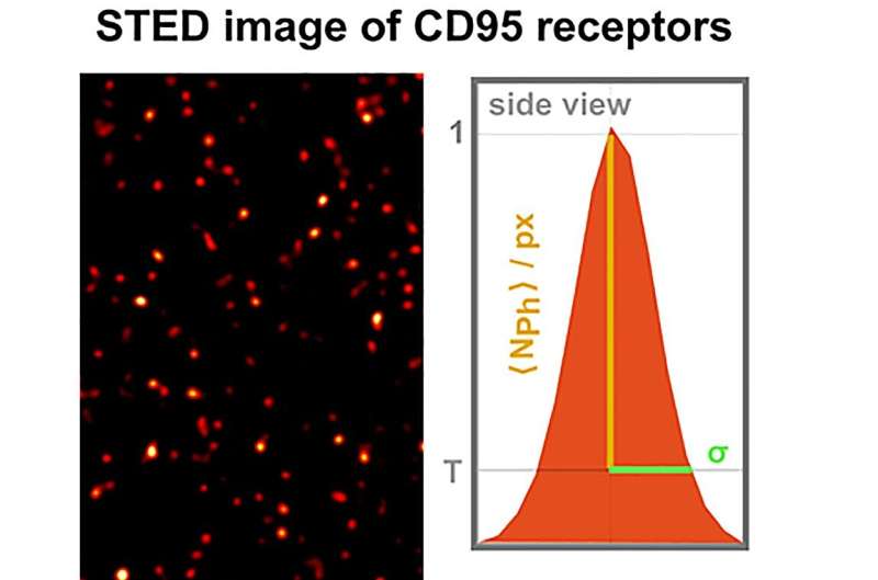 What triggers the programmed cell death mechanism?