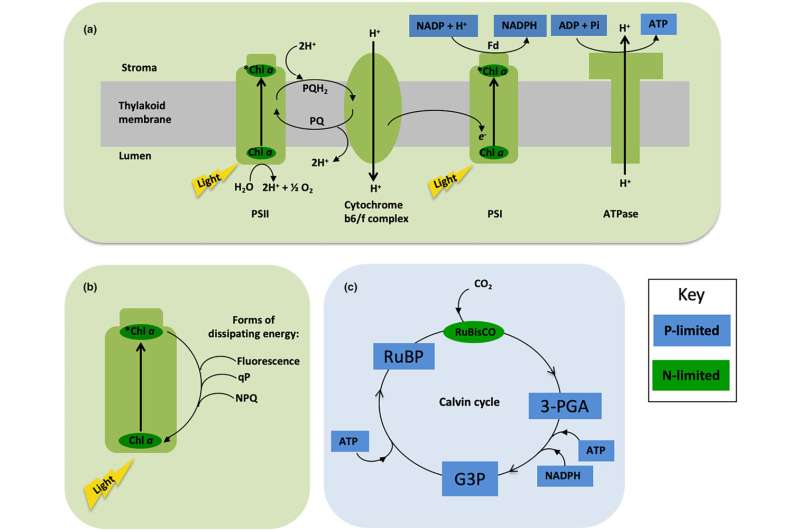 Wheat waste: A phosphorus crisis?