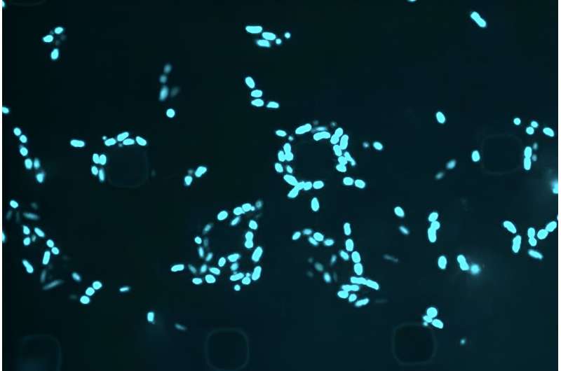 When an antibiotic fails: Scientists are using AI to target 'sleeper' bacteria