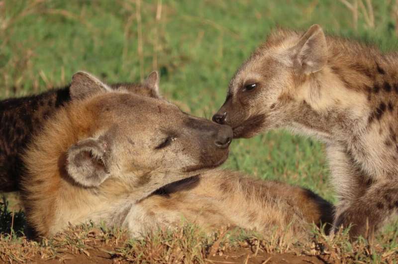 When inequality is more than "skin-deep": Social status leaves traces in the epigenome of spotted hyenas in Tanzania