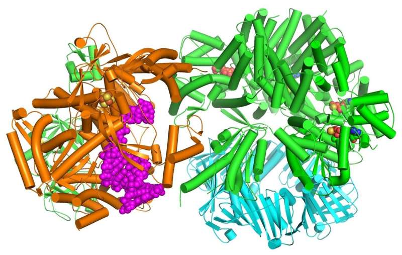 When it comes to DNA replication, humans and baker's yeast are more alike than different