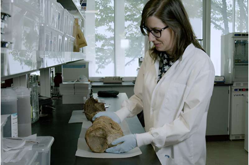 When mammoths roamed Vancouver Island: SFU and Royal BC Museum delve into beasts' history in our region