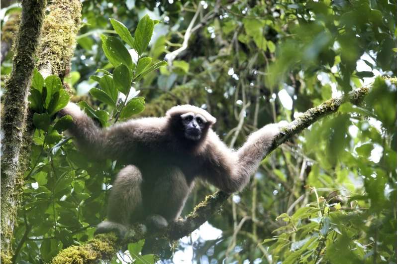 When the Skywalker hoolock gibbon was first discovered in 2017 by a group of Star Wars-loving scientists, its only confirmed population -- less than 200 individuals -- was in neighbouring China's Yunnan Province