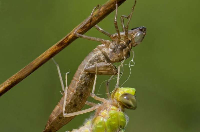 Where did all these dragonflies come from?