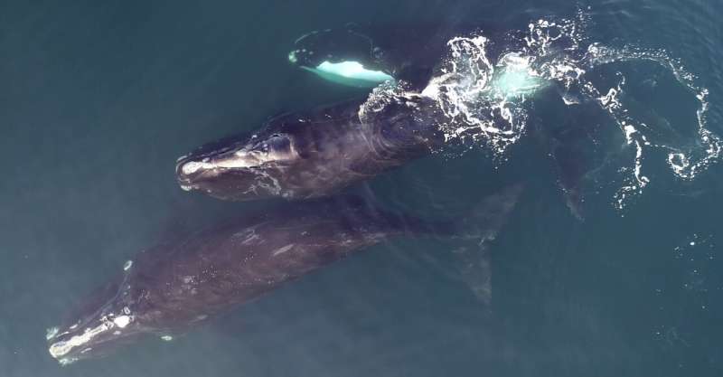 Where have all the right whales gone?
