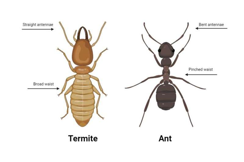 White ants: The earth's backboneless backbone