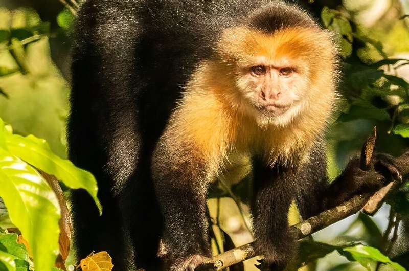 white-faced capuchin monkeys