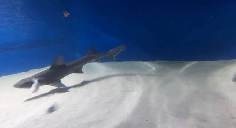 Who needs males? Female sharks make babies alone in Italy